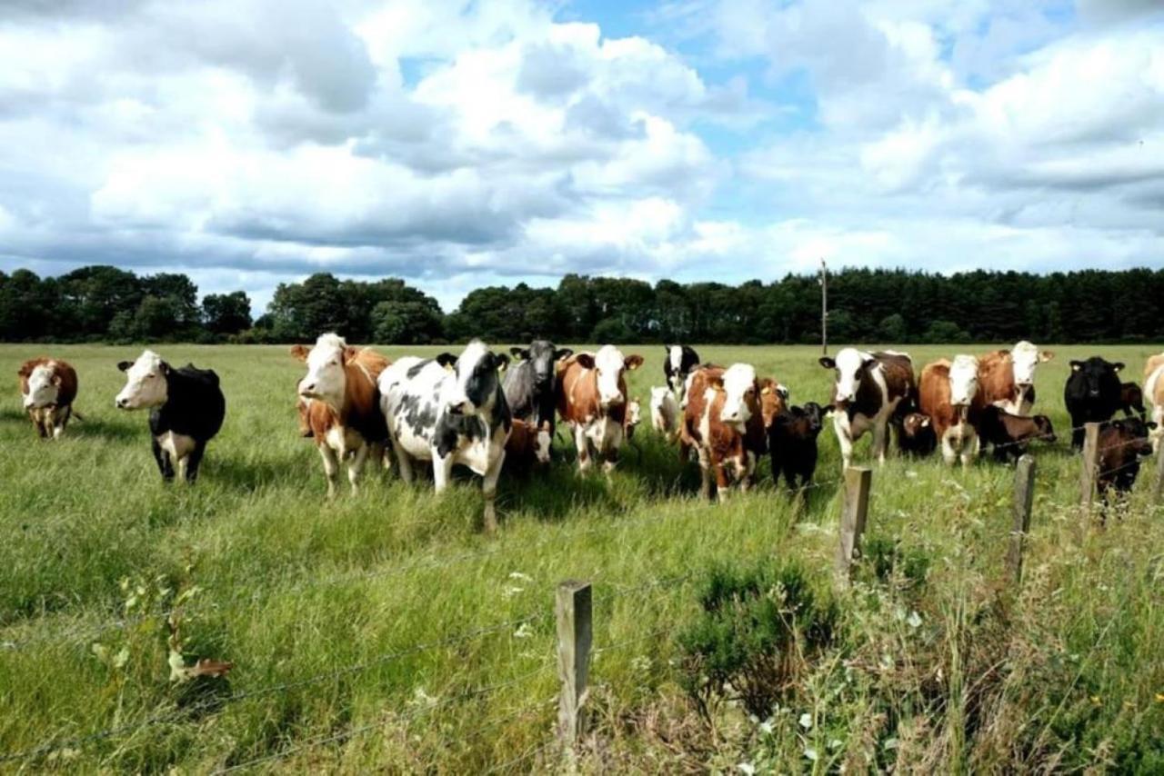 Lower Bruntlands Fochabers Kültér fotó